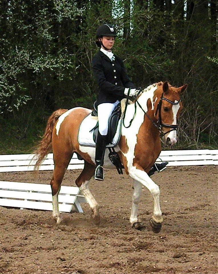 Anden særlig race Trebjerregårds Grand Manier - Morsø 2013! billede 9