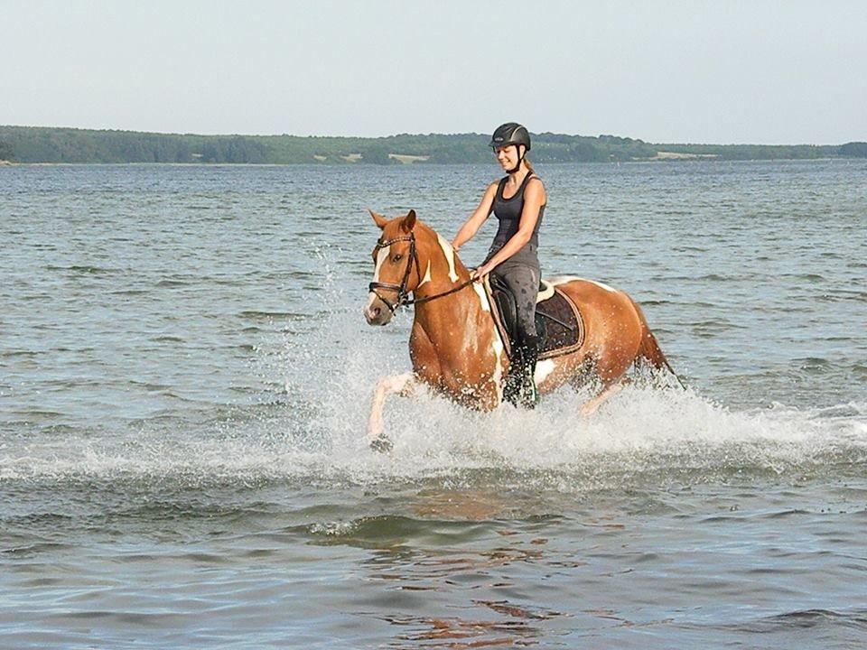 Anden særlig race Trebjerregårds Grand Manier - Strandtur 2013! billede 12