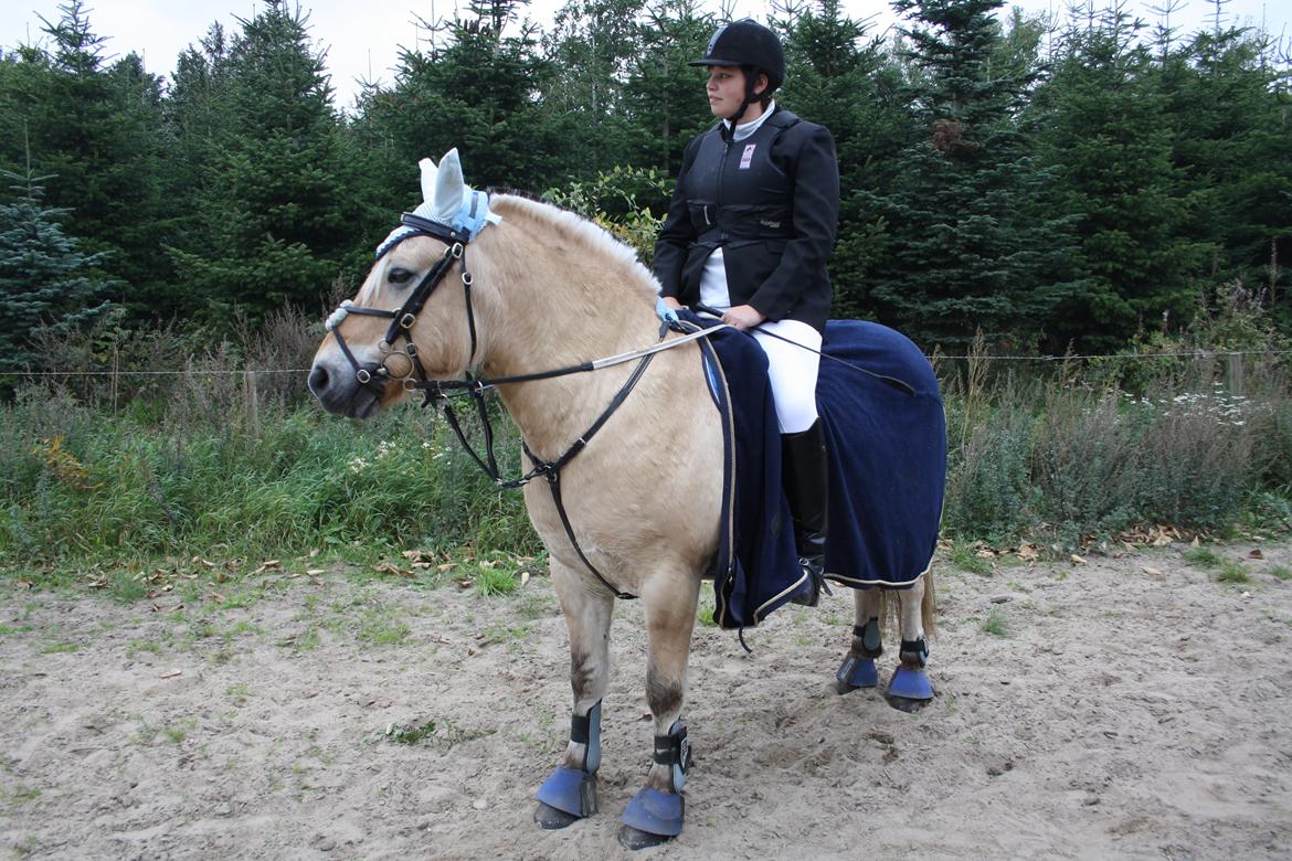 Fjordhest Luffe billede 23