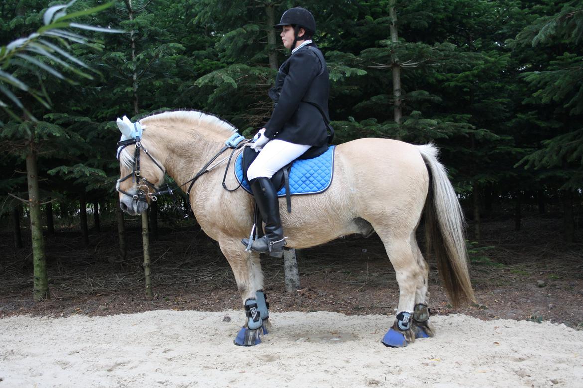 Fjordhest Luffe billede 24