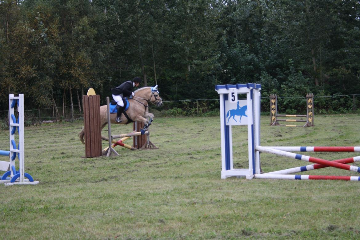 Fjordhest Luffe billede 25