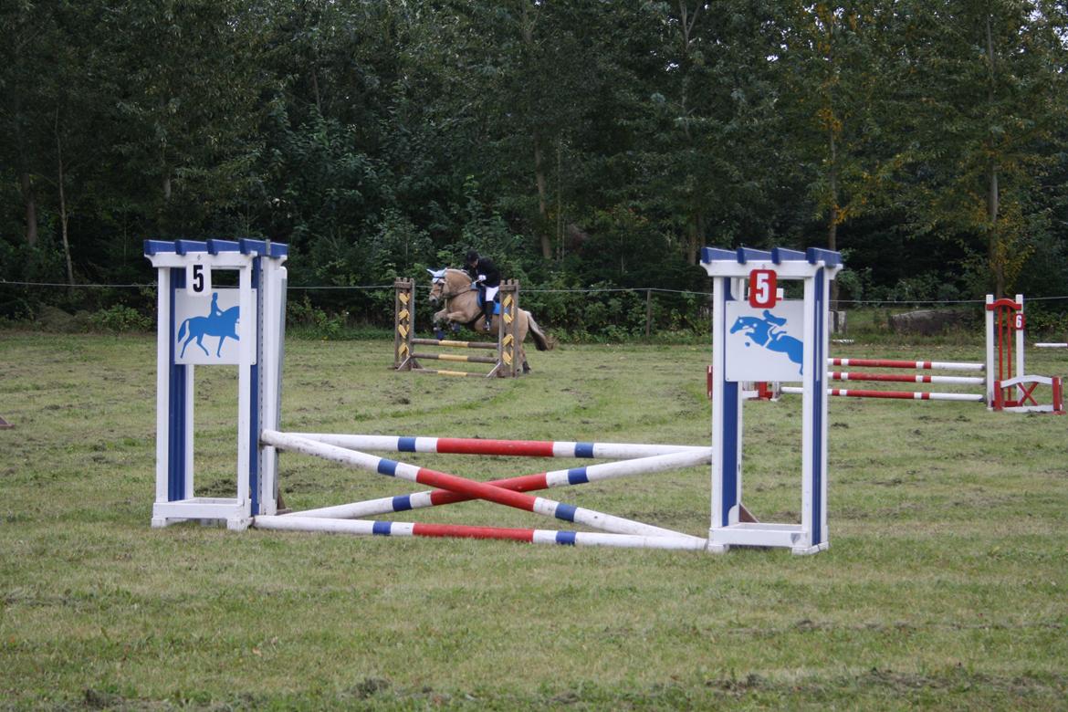 Fjordhest Luffe billede 26