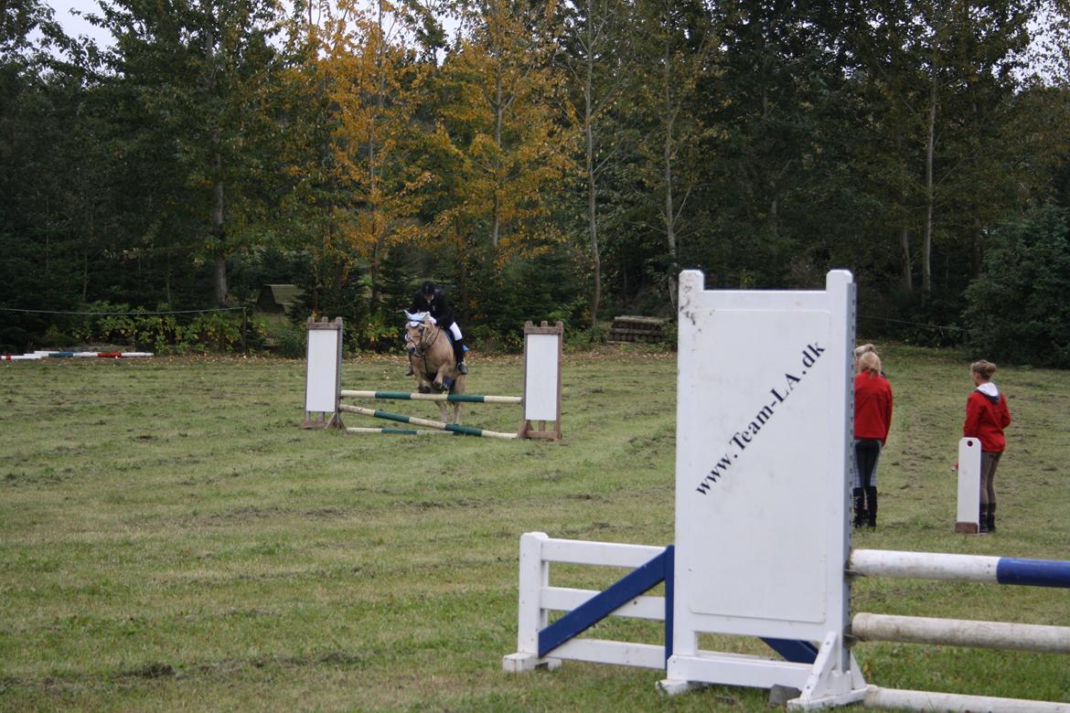 Fjordhest Luffe billede 27