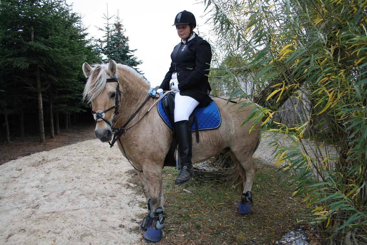 Fjordhest Luffe billede 28