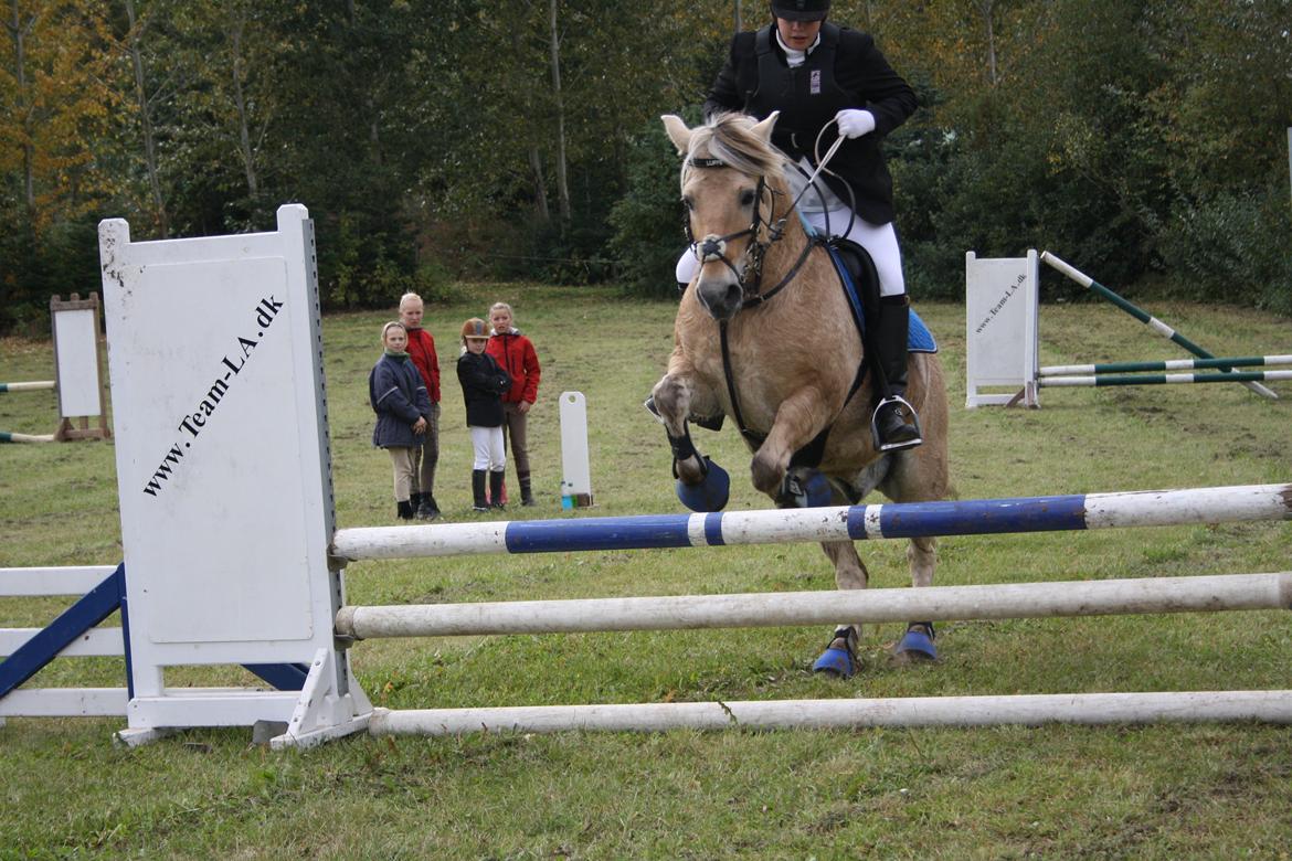 Fjordhest Luffe billede 29