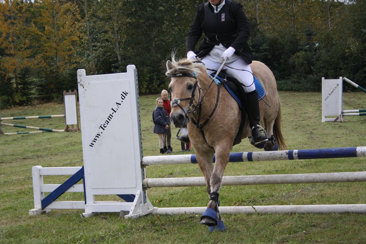 Fjordhest Luffe billede 30