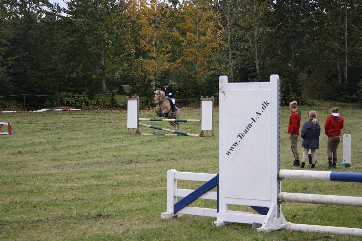 Fjordhest Luffe billede 31