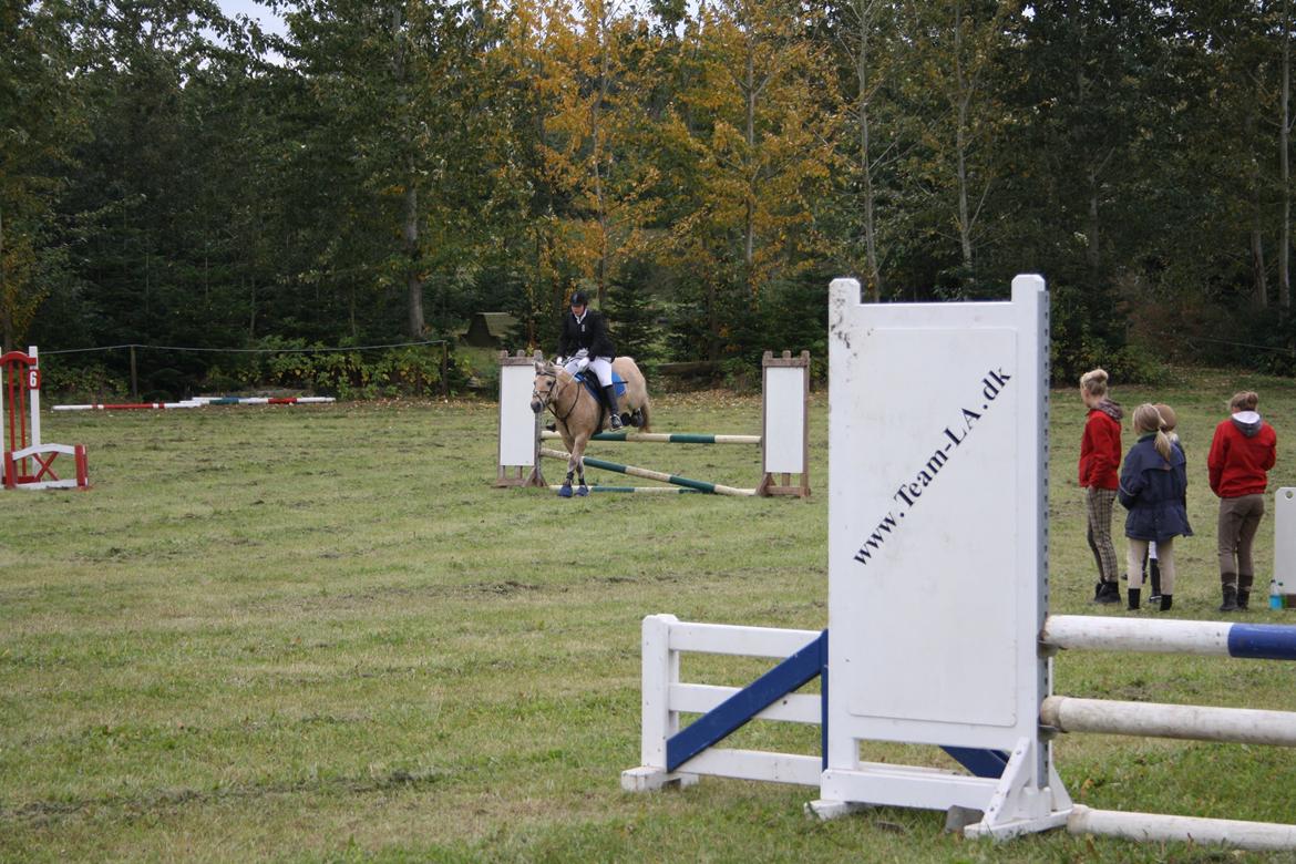 Fjordhest Luffe billede 32
