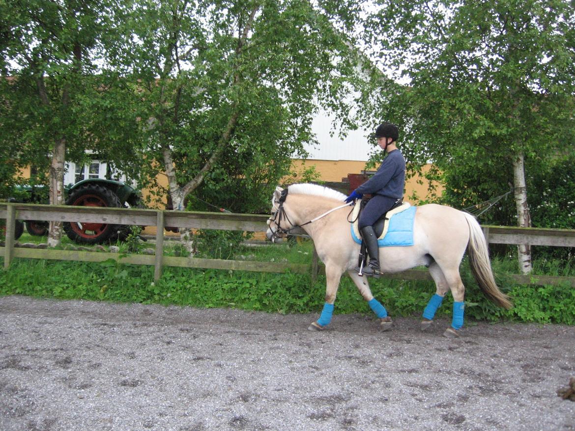 Fjordhest Luffe billede 33