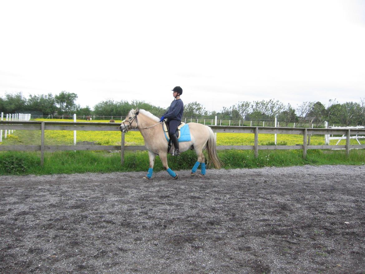 Fjordhest Luffe billede 34