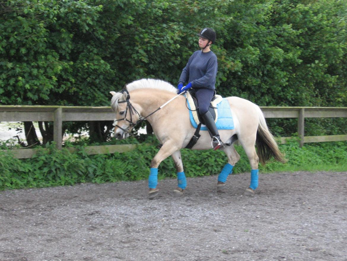 Fjordhest Luffe billede 35