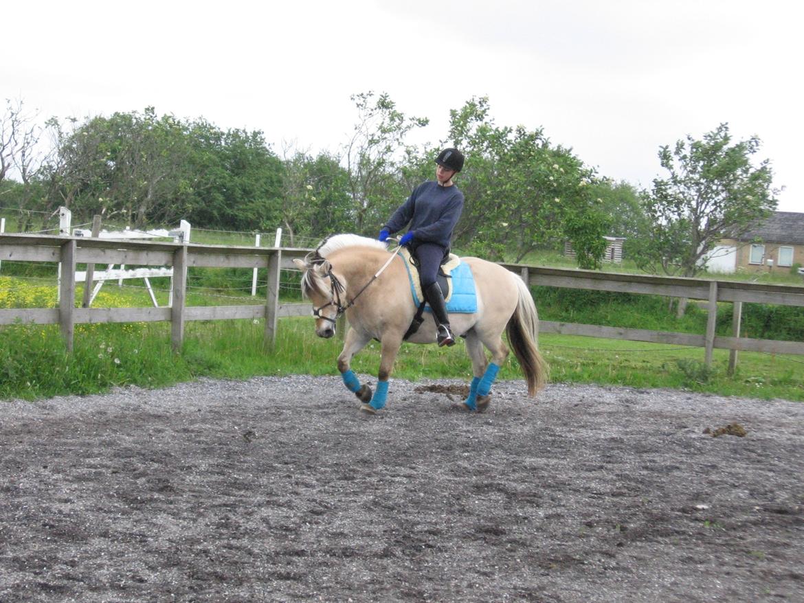 Fjordhest Luffe billede 36