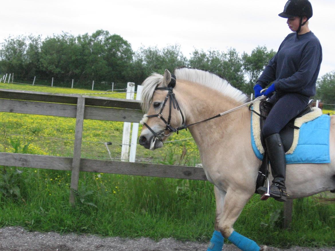 Fjordhest Luffe billede 37