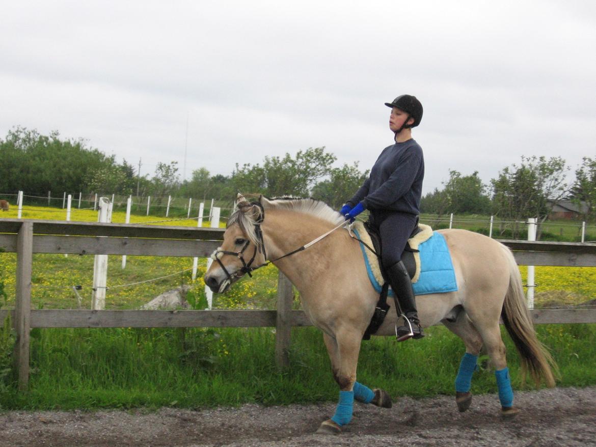 Fjordhest Luffe billede 38