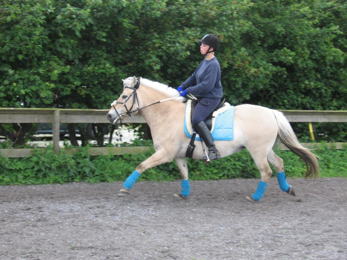 Fjordhest Luffe billede 39