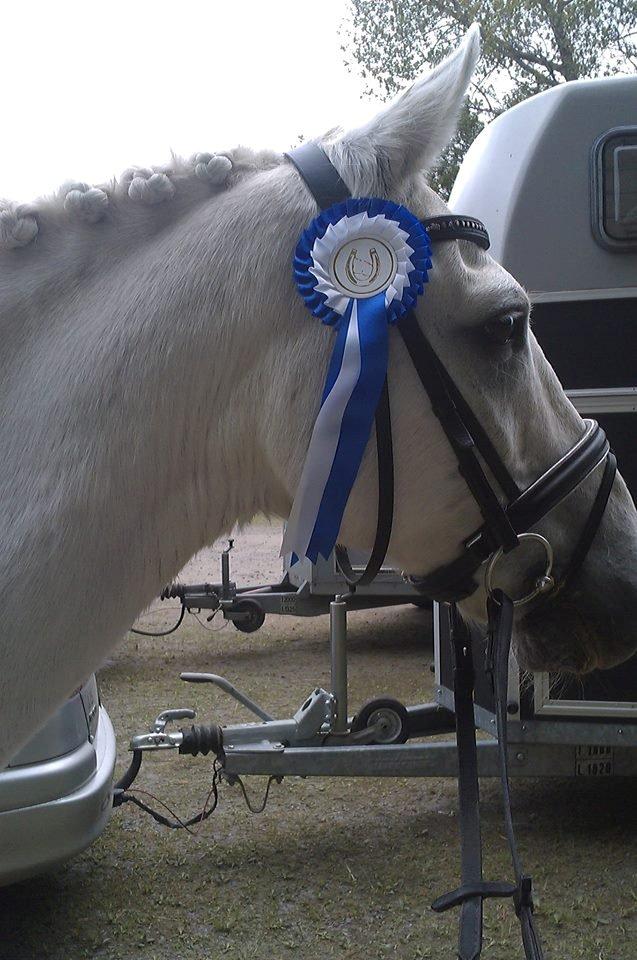 New Forest Roland *Savnet* - 2.Plads i vores første LB2, med 59,??% :D <3 <3 billede 16