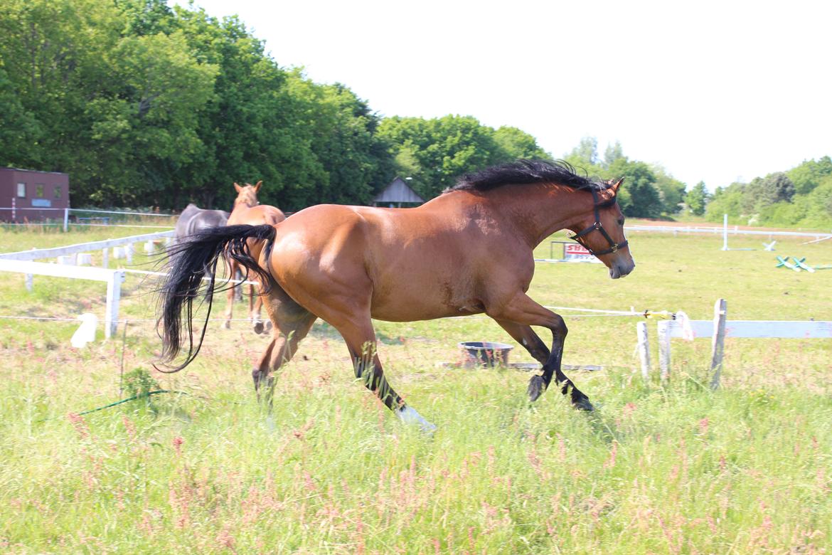Hollandsk Varmblod Diesel billede 1