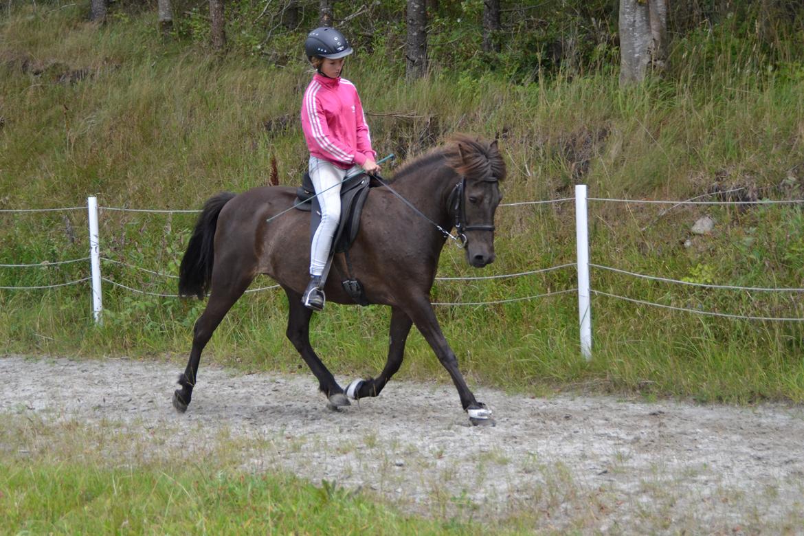 Islænder SVALA FRA ANNERUP (Svalte) - Svala fra Annerup, trav, 11/08/13, tur til stutteri Guldbæk billede 6