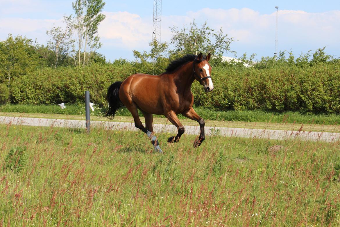 Hollandsk Varmblod Diesel billede 2