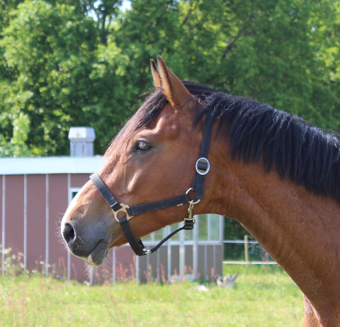 Hollandsk Varmblod Diesel billede 3