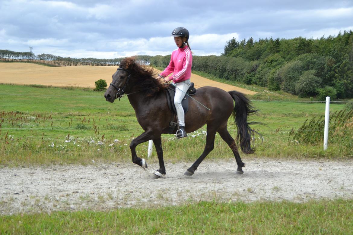 Islænder SVALA FRA ANNERUP (Svalte) - Svala fra Annerup, tølt, 11/08/13, tur til stutteri Guldbæk billede 9