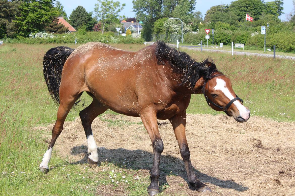 Hollandsk Varmblod Diesel billede 4