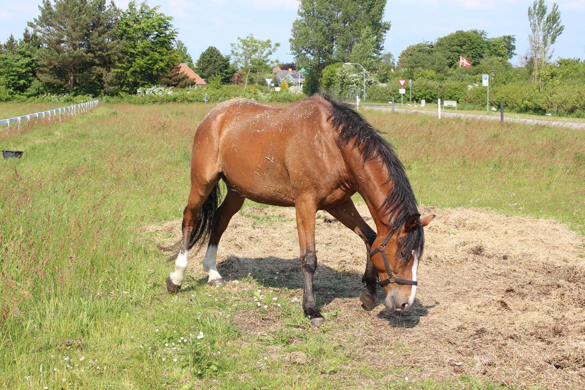 Hollandsk Varmblod Diesel billede 5