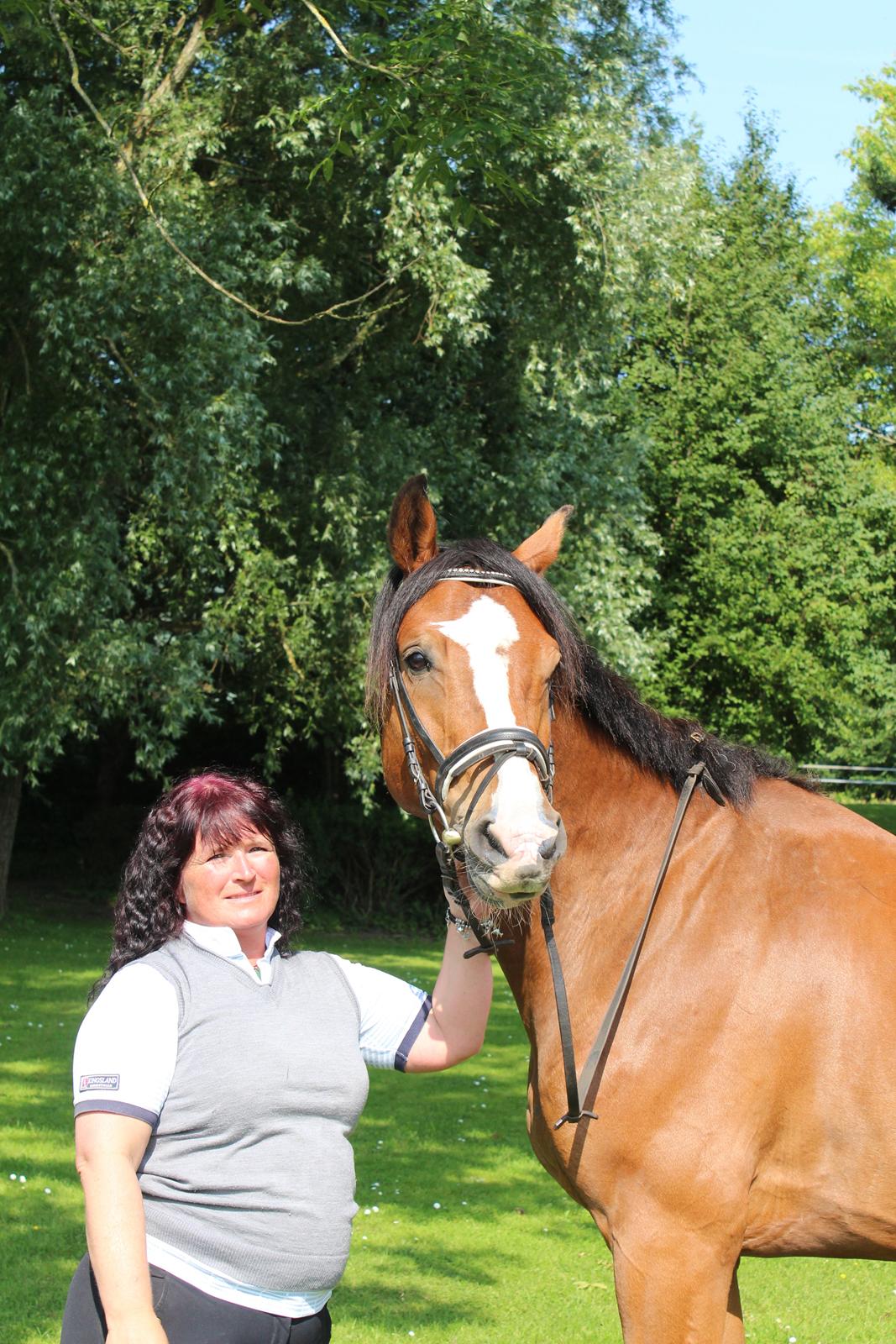 Hollandsk Varmblod Diesel billede 6