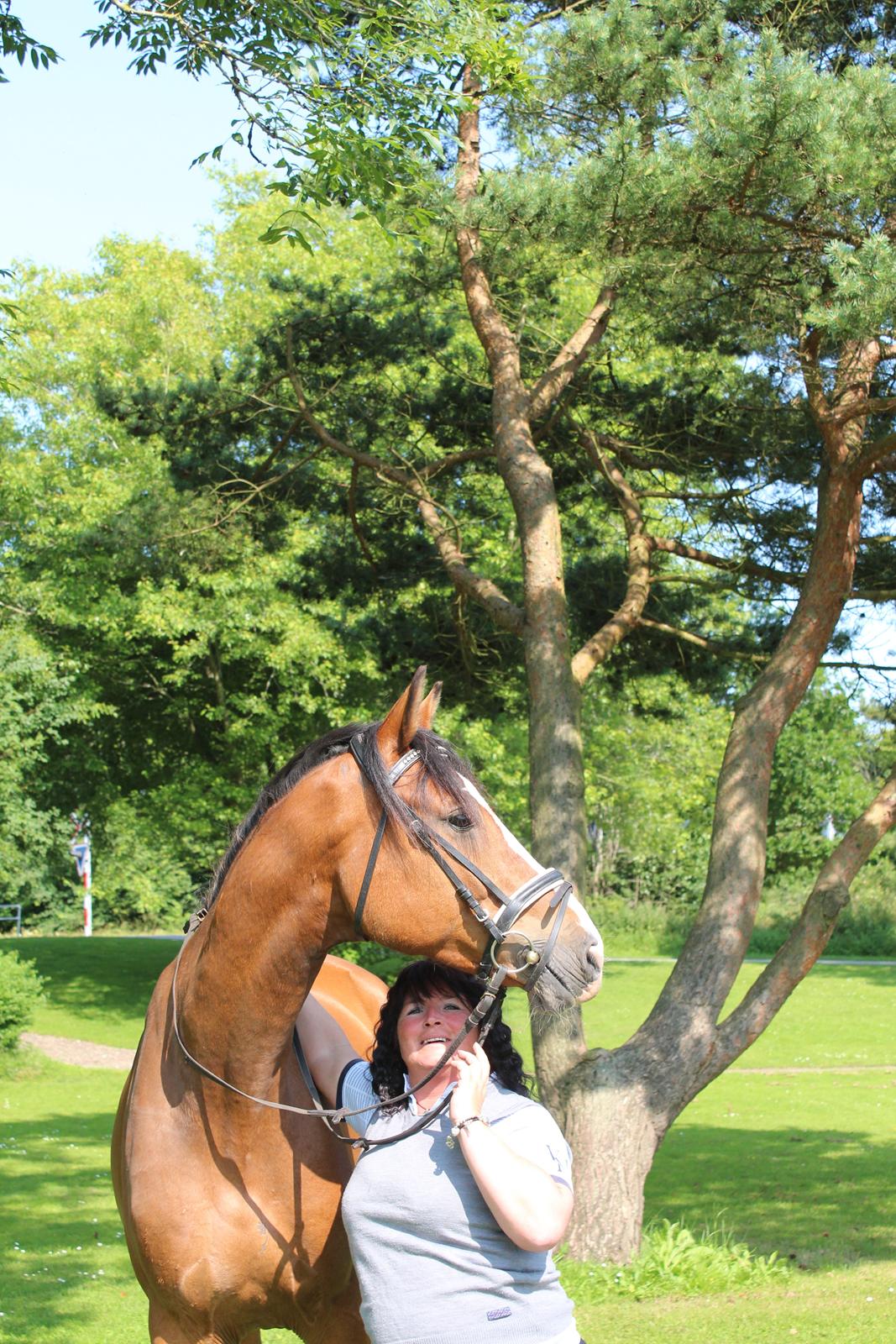 Hollandsk Varmblod Diesel billede 9