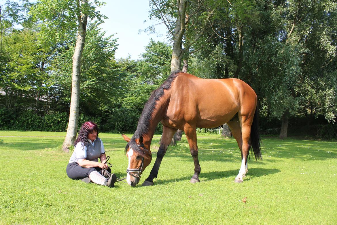 Hollandsk Varmblod Diesel billede 10