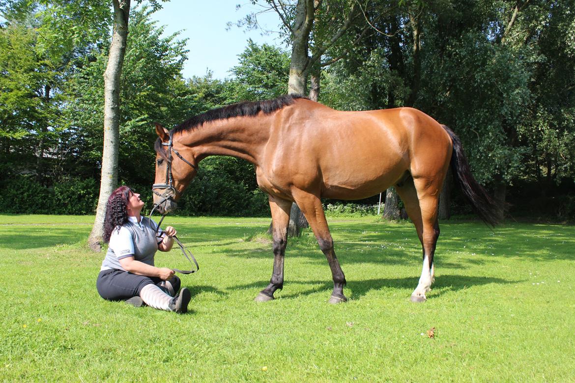 Hollandsk Varmblod Diesel billede 11