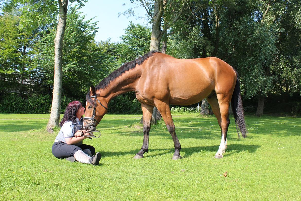 Hollandsk Varmblod Diesel billede 12