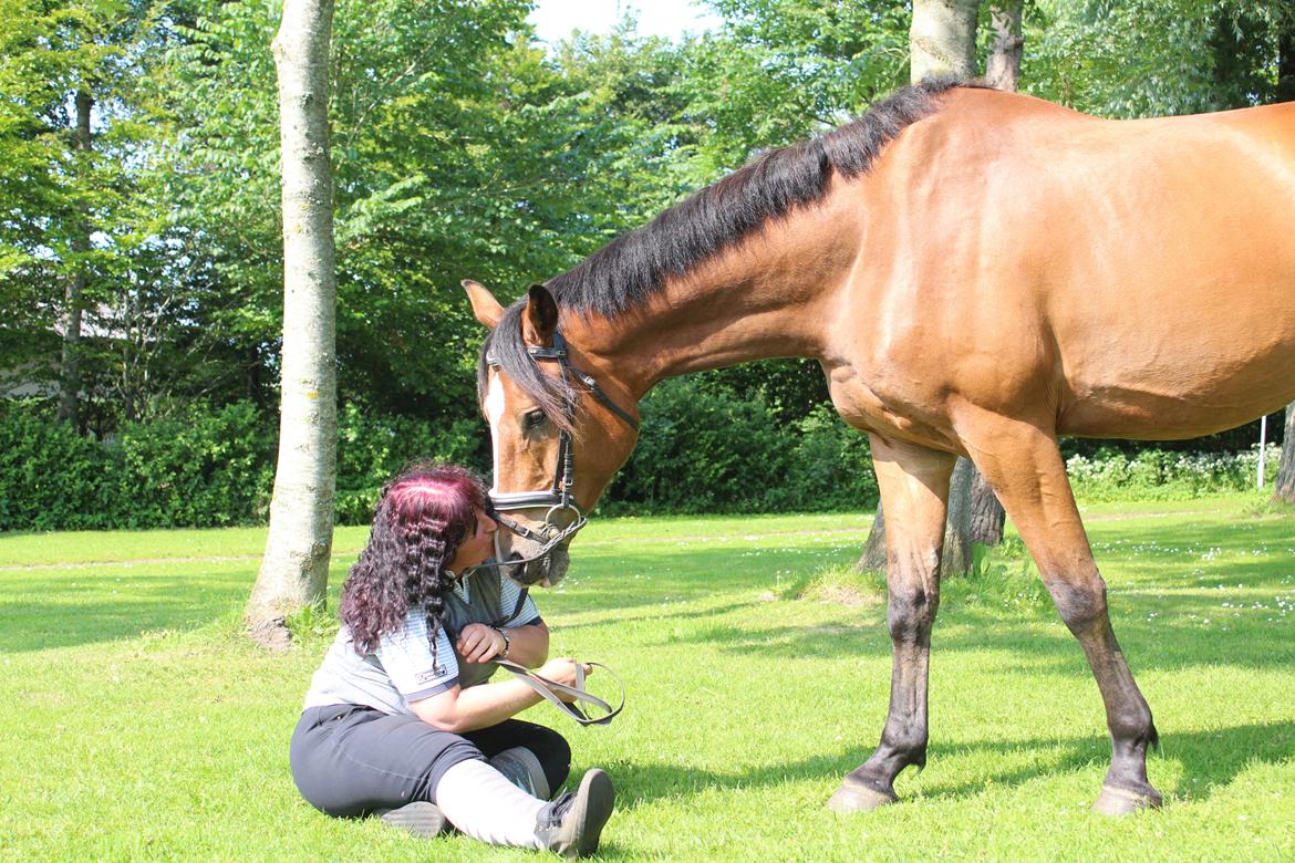 Hollandsk Varmblod Diesel billede 13