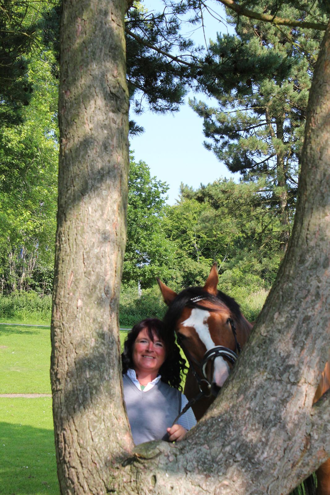 Hollandsk Varmblod Diesel billede 14