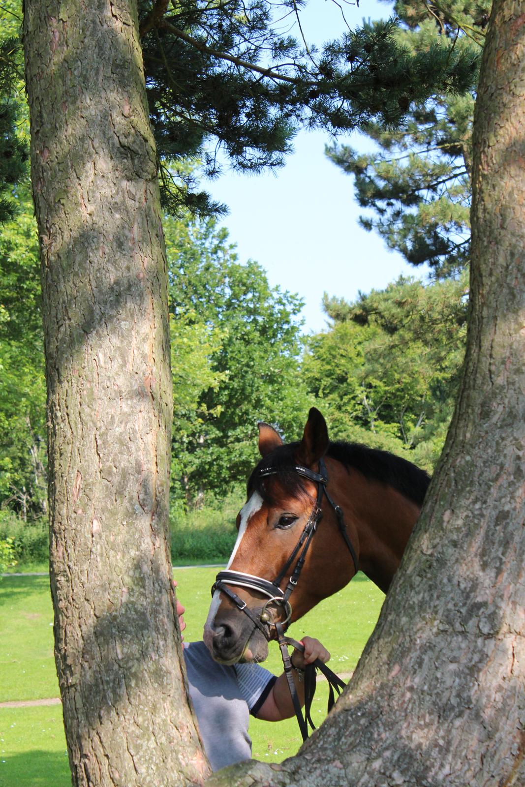 Hollandsk Varmblod Diesel billede 15