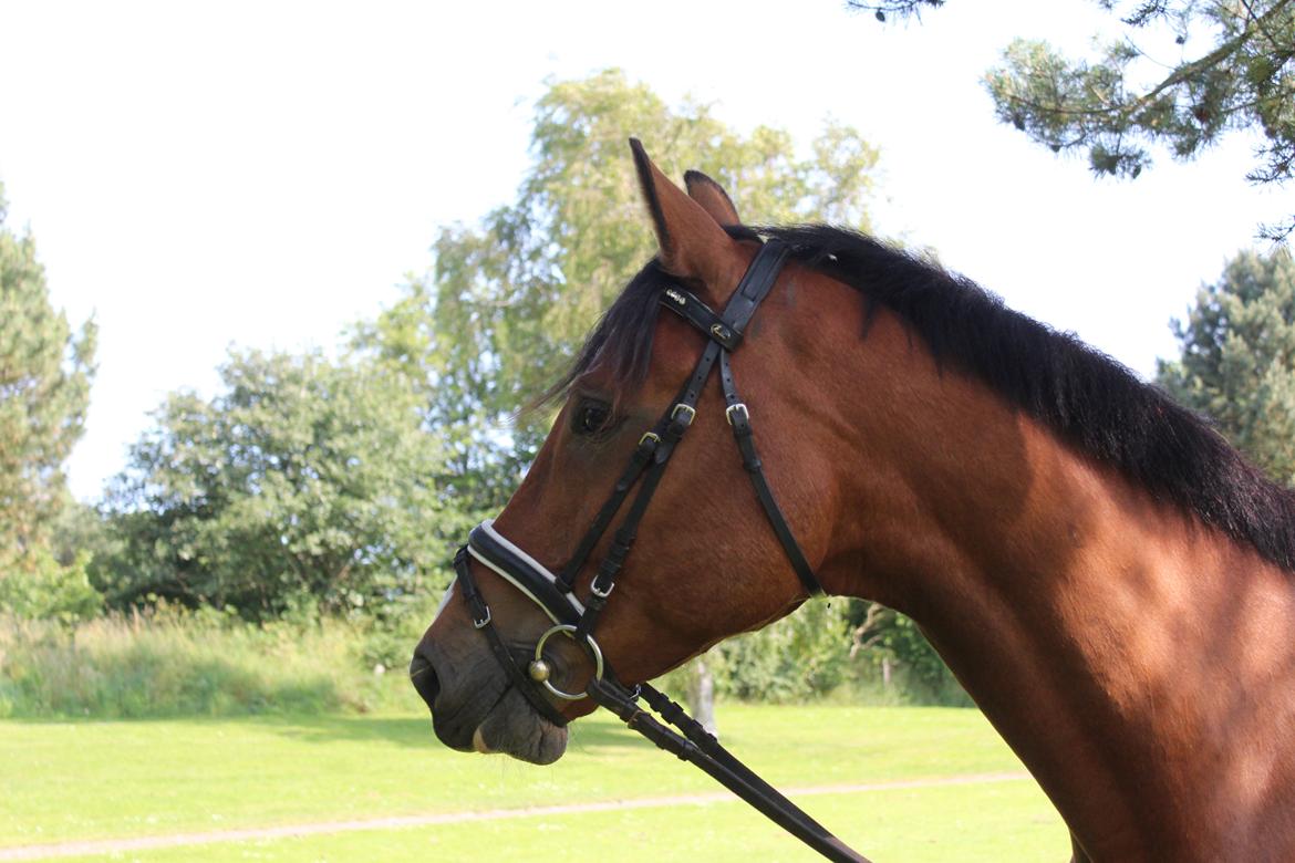 Hollandsk Varmblod Diesel billede 16