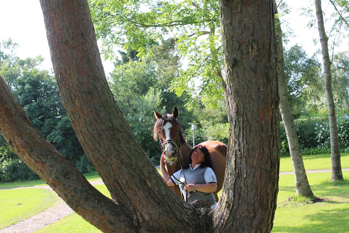 Hollandsk Varmblod Diesel billede 17
