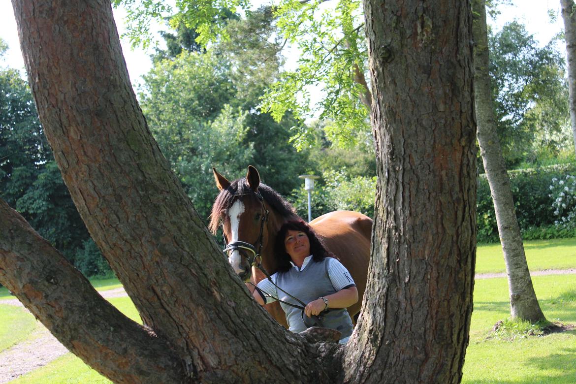 Hollandsk Varmblod Diesel billede 18