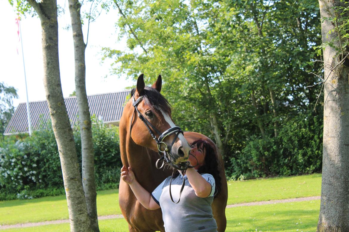 Hollandsk Varmblod Diesel billede 19