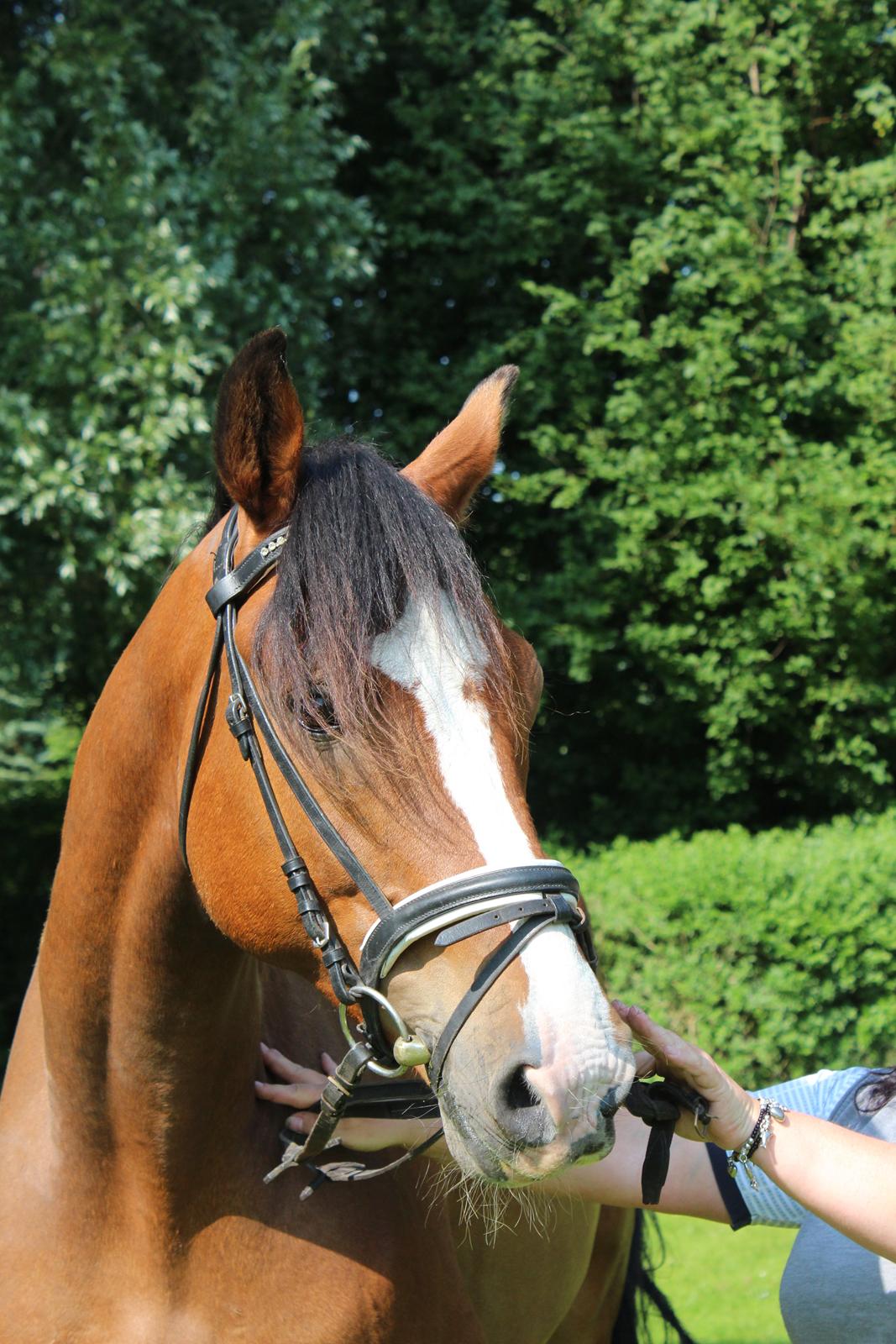 Hollandsk Varmblod Diesel billede 20