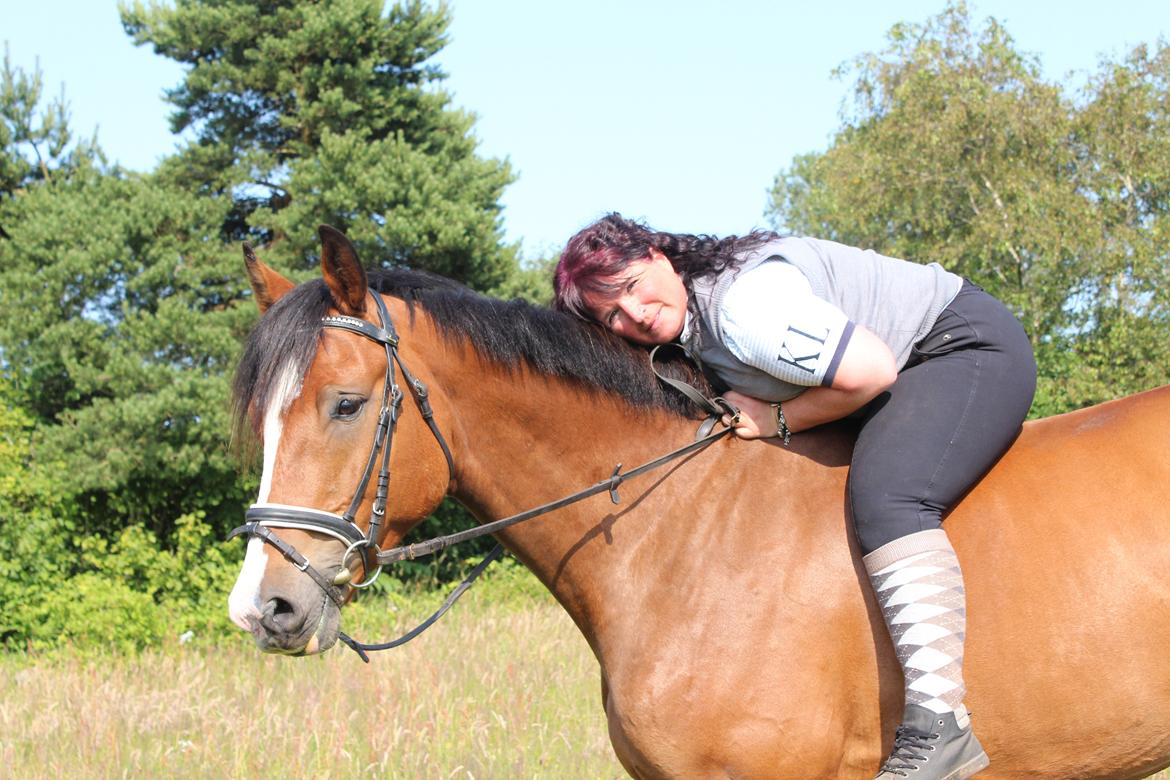 Hollandsk Varmblod Diesel billede 21