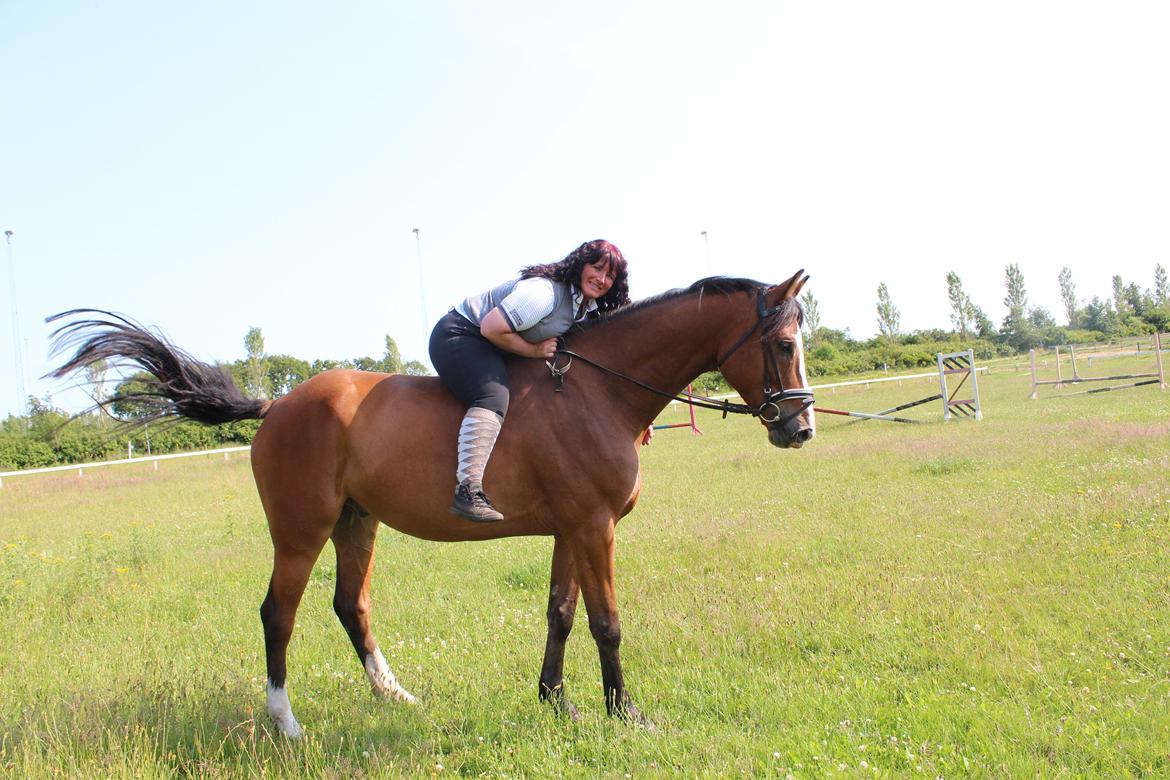 Hollandsk Varmblod Diesel billede 22