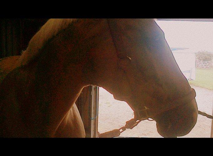 Palomino Atomic - Velkommen til Atomics galleri.
Min smukke Manse! billede 1