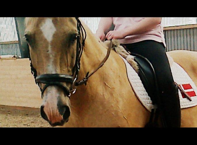 Palomino Atomic - Mere træning! Det er hårdt at hedde Tommy! billede 6