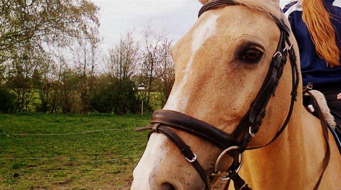 Palomino Atomic - Nu med sommerpels. billede 4