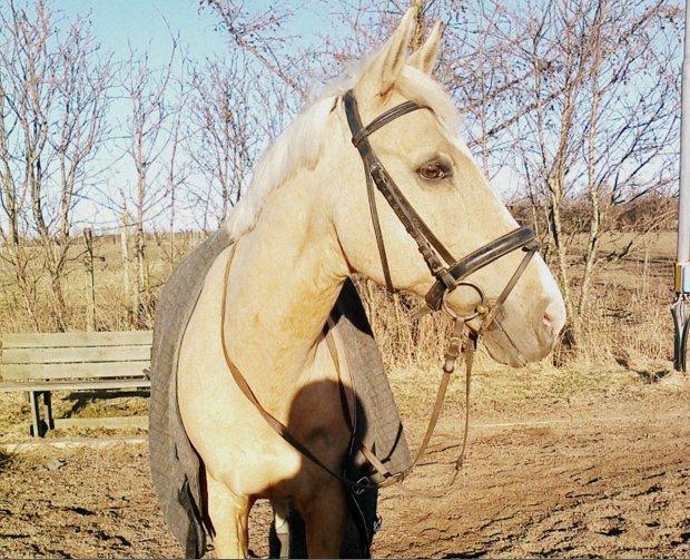 Palomino Atomic - Smukke Manse efter træning i vinters. billede 2