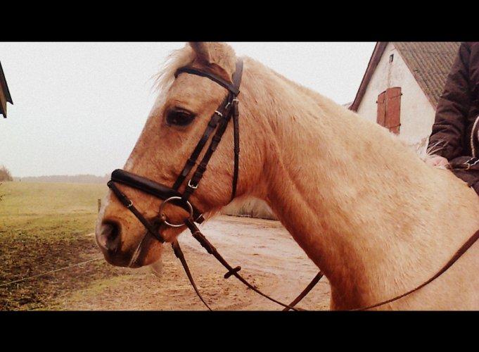 Palomino Atomic - Smukke i vinters! billede 7