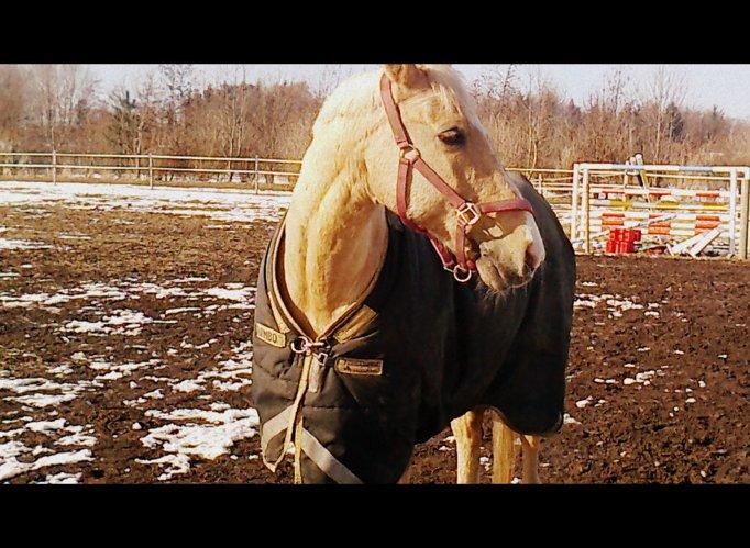 Palomino Atomic - Hygge på folden! billede 8