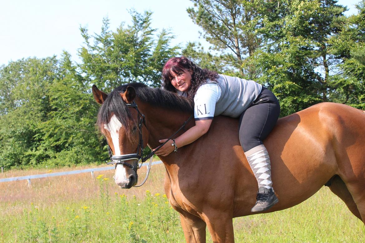 Hollandsk Varmblod Diesel billede 23