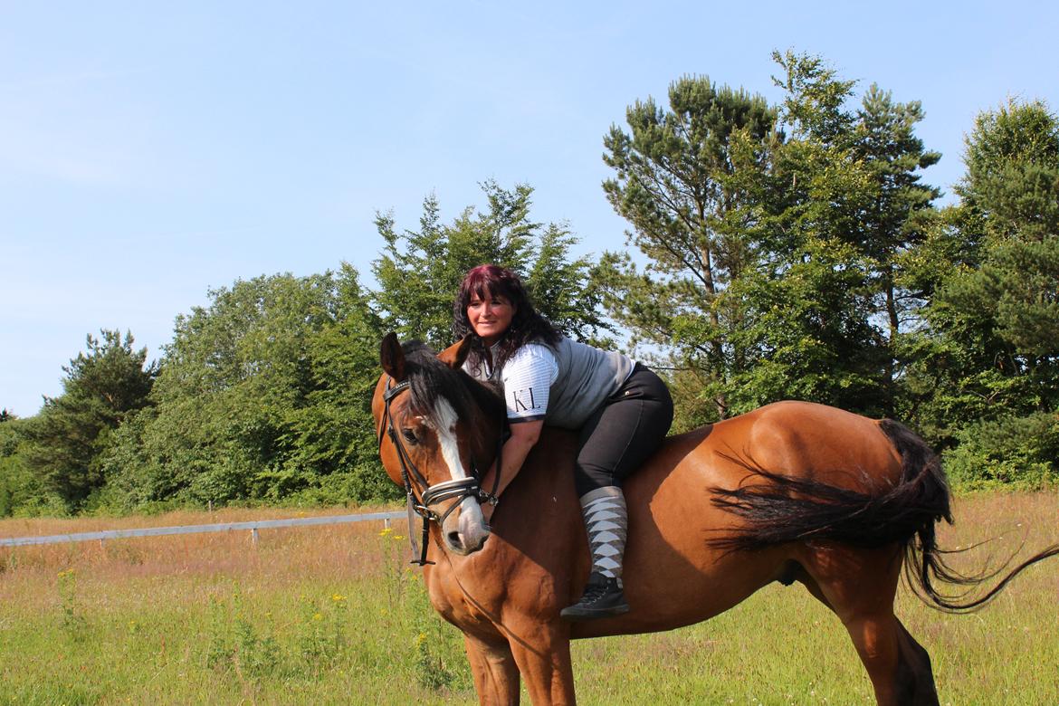 Hollandsk Varmblod Diesel billede 24